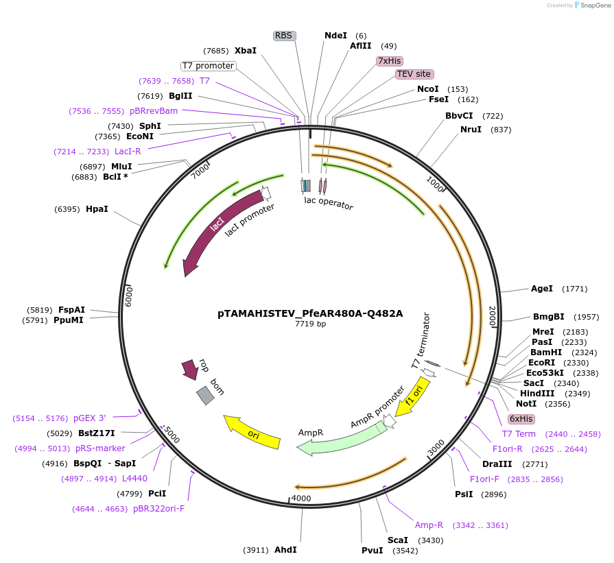 128946-plasmid-map-sequence-id-254969