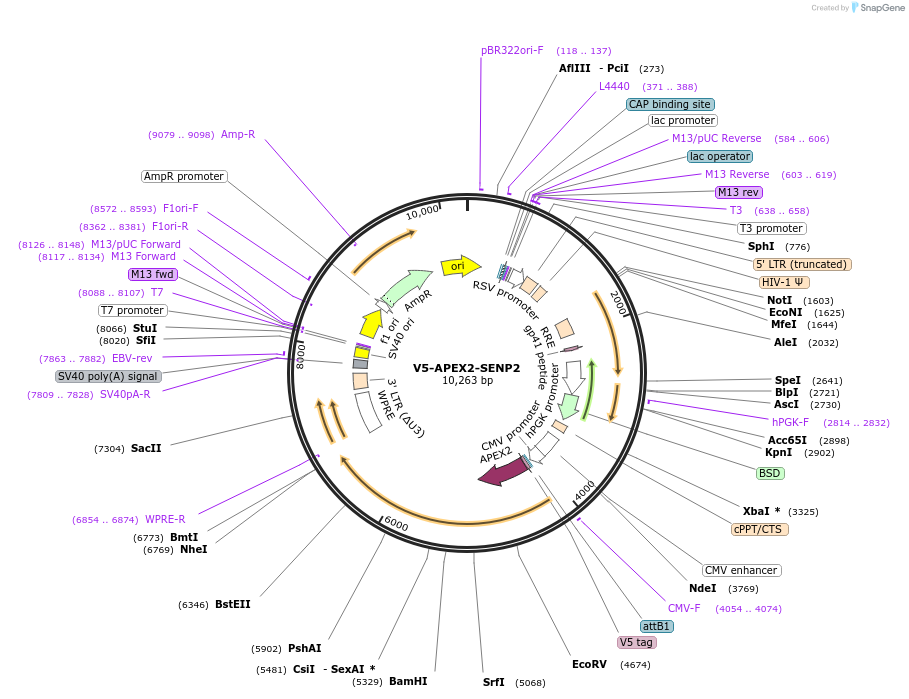 129276-plasmid-map-sequence-id-254976