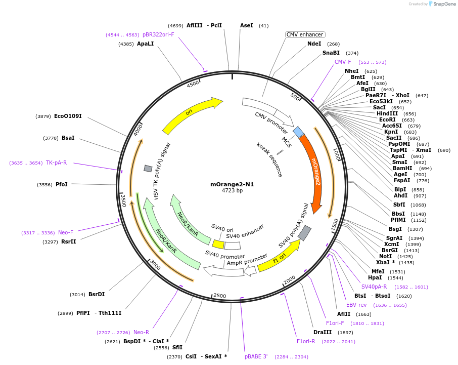 54568-plasmid-map-sequence-id-254979