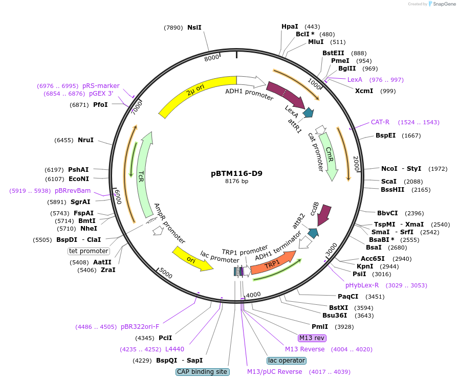 111232-plasmid-map-sequence-id-254980