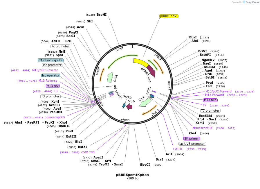 129271-plasmid-map-sequence-id-254982