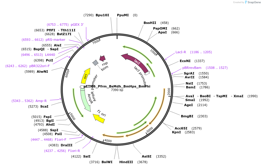 129109-plasmid-map-sequence-id-254990