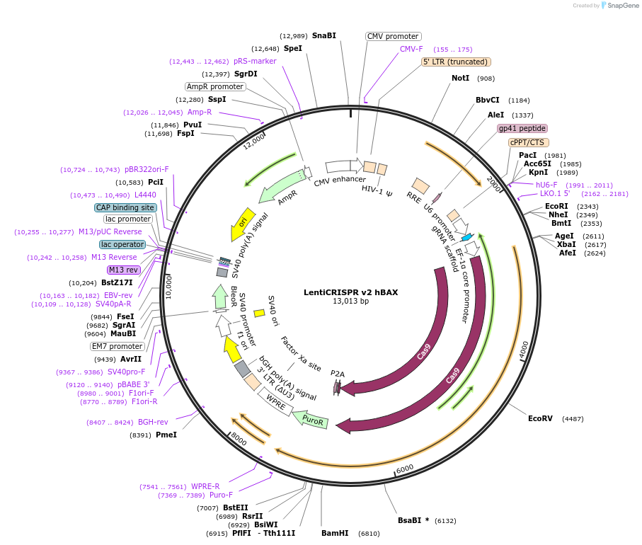 129580-plasmid-map-sequence-id-254999