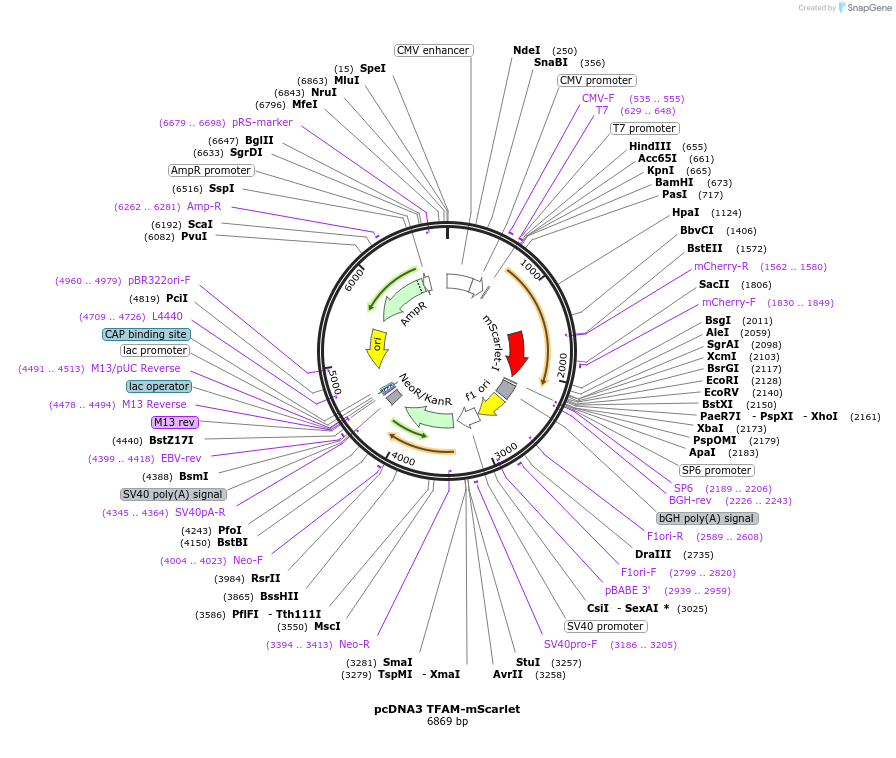 129573-plasmid-map-sequence-id-255004