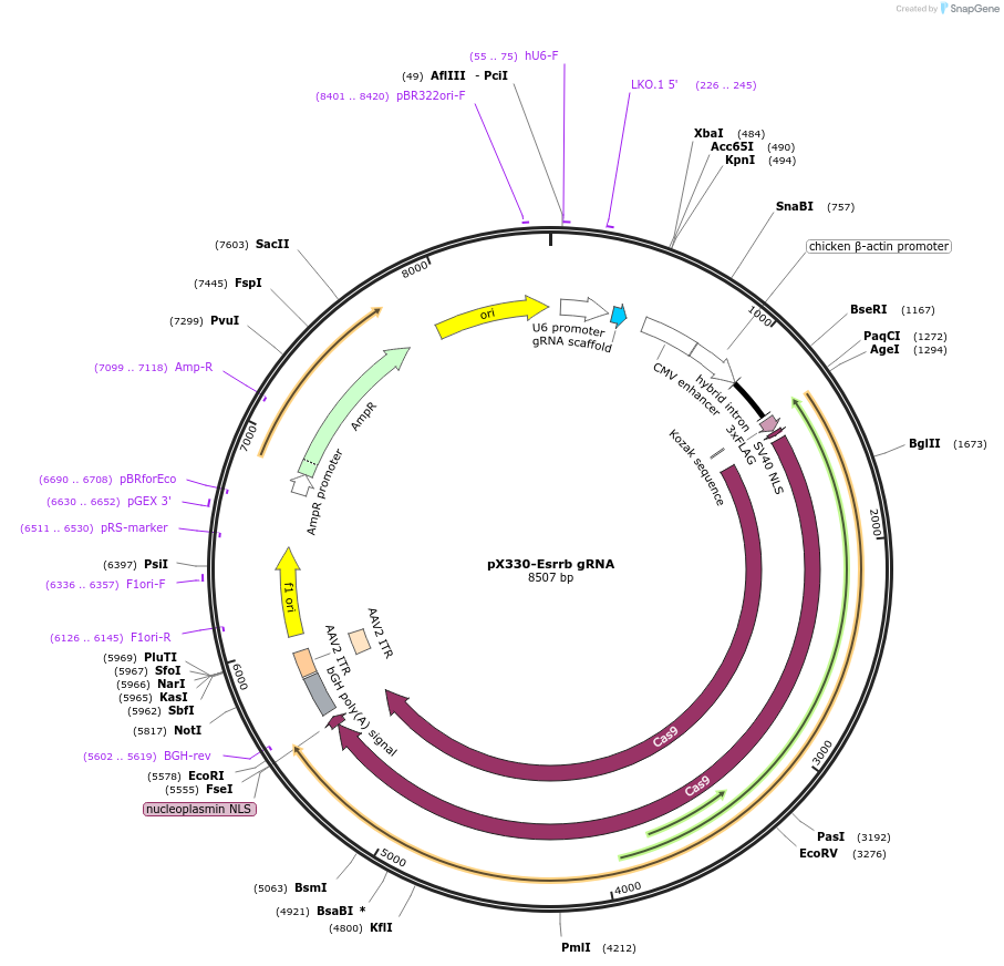 128841-plasmid-map-sequence-id-255009