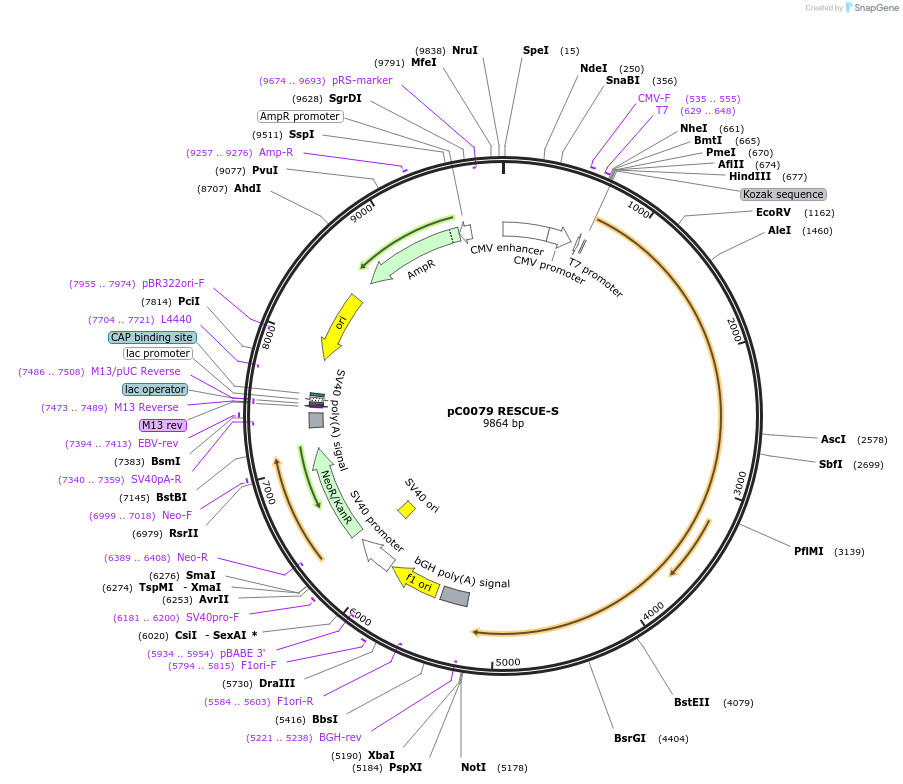 130662-plasmid-map-sequence-id-255012