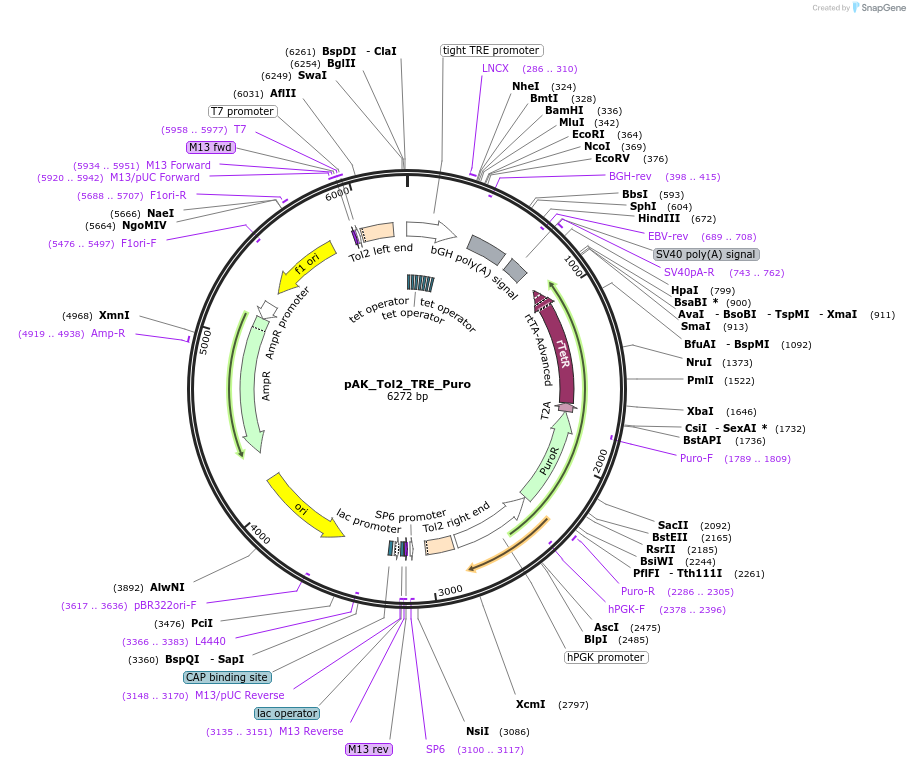 130259-plasmid-map-sequence-id-255016