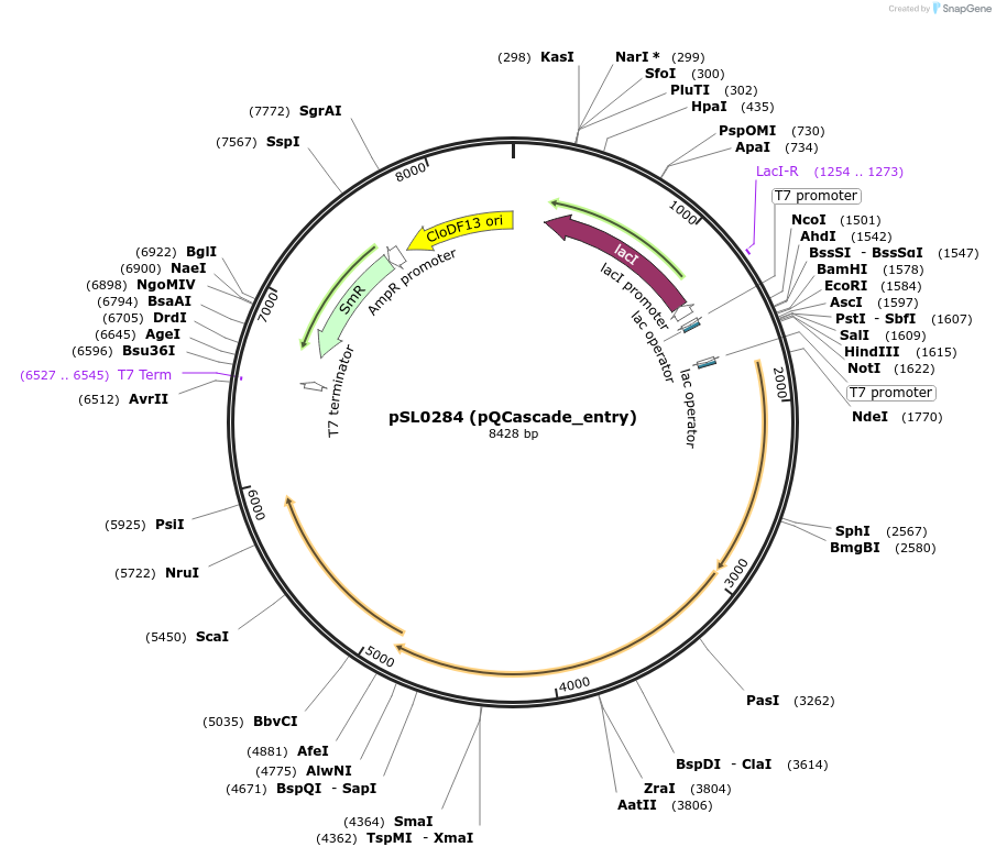 130635-plasmid-map-sequence-id-255022