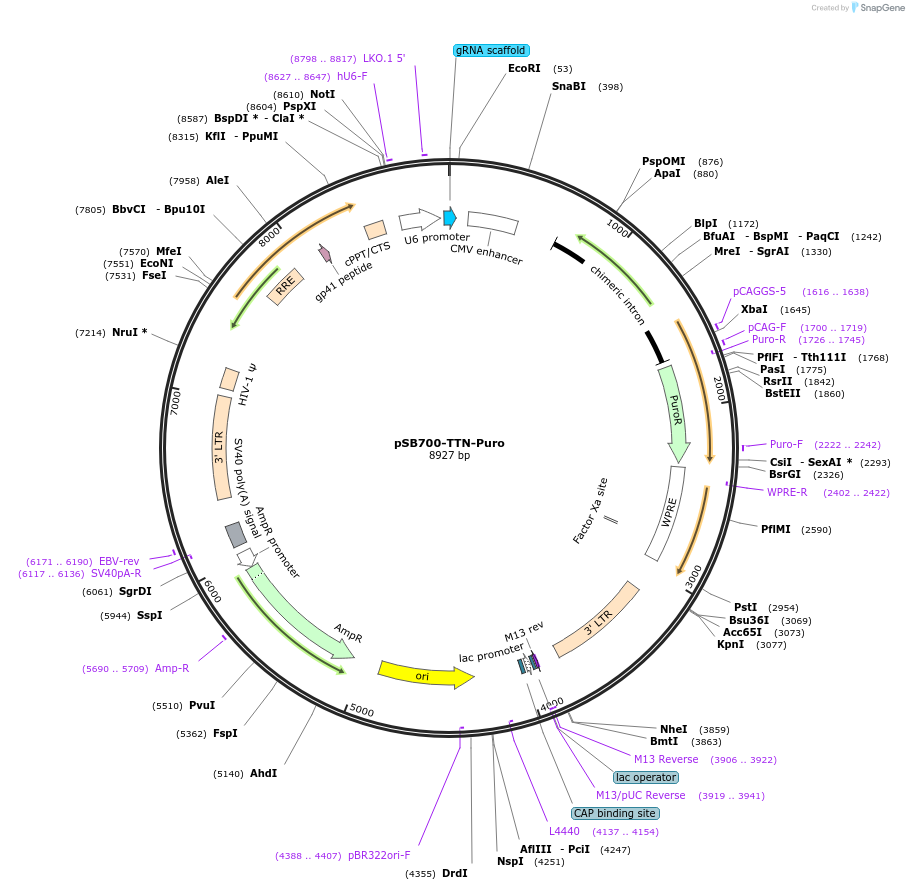 128323-plasmid-map-sequence-id-255024