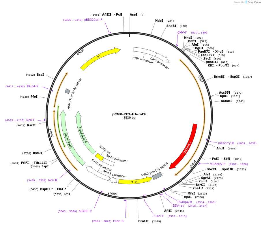 129596-plasmid-map-sequence-id-255026
