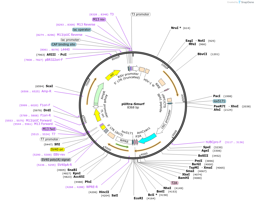 48974-plasmid-map-sequence-id-255027