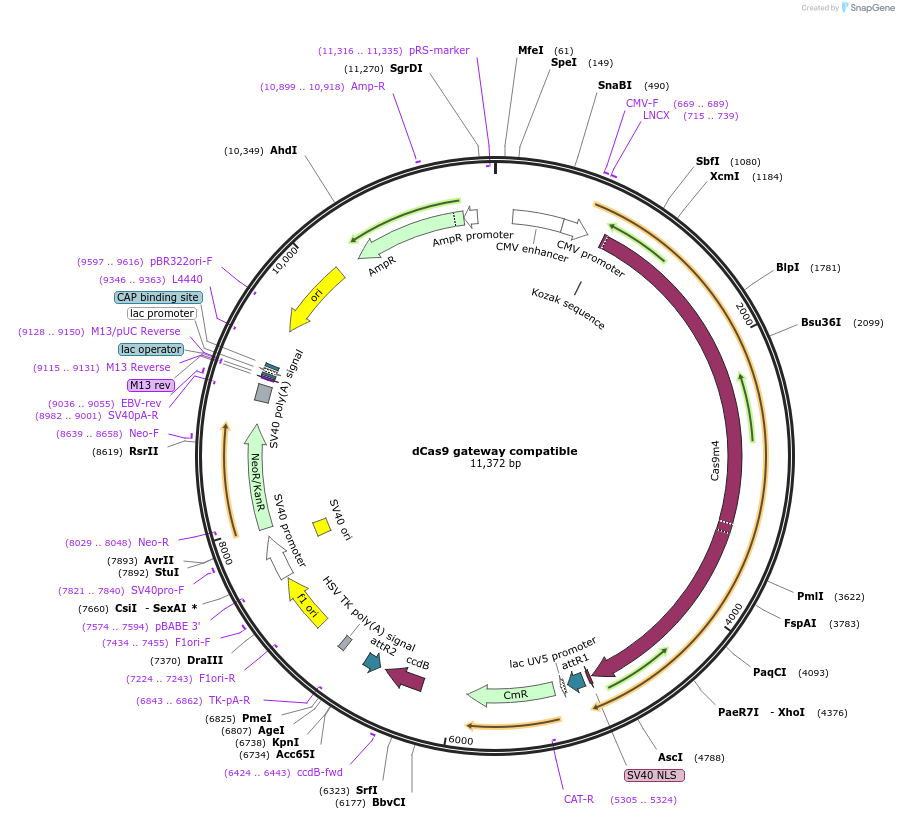 128322-plasmid-map-sequence-id-255033
