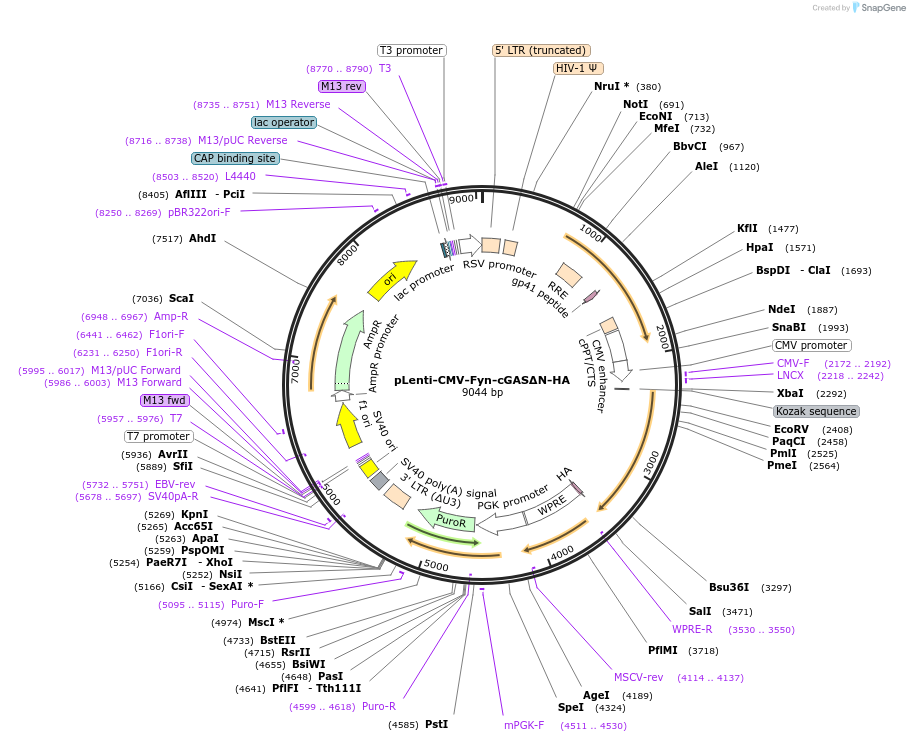 130922-plasmid-map-sequence-id-255037