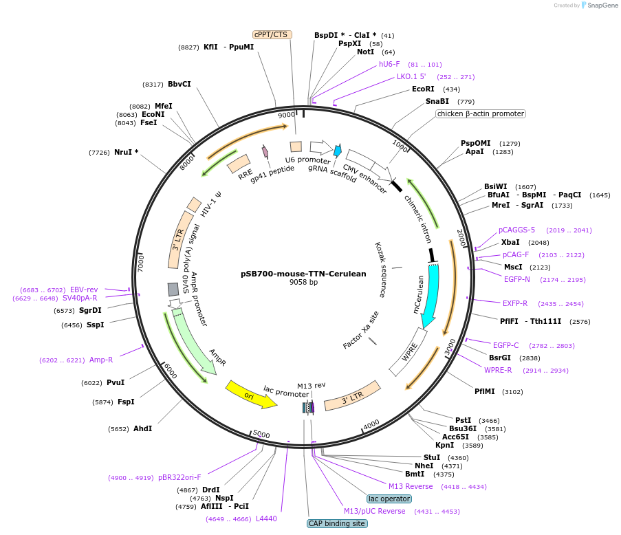 128325-plasmid-map-sequence-id-255042