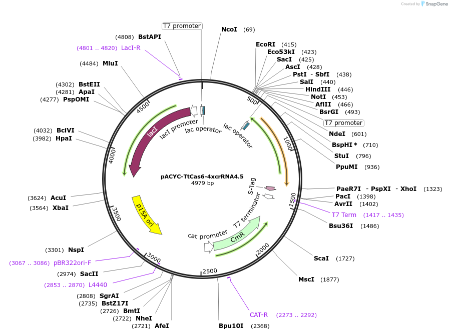 127764-plasmid-map-sequence-id-255045