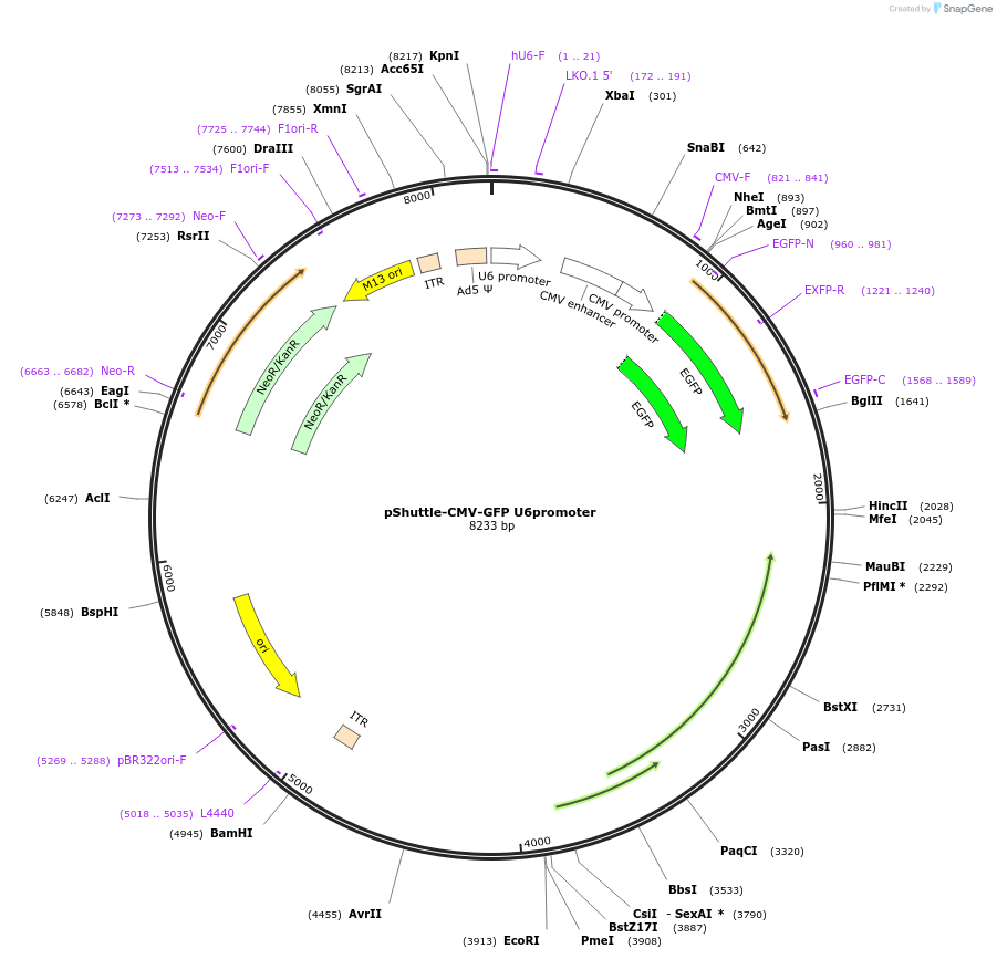 128049-plasmid-map-sequence-id-255046