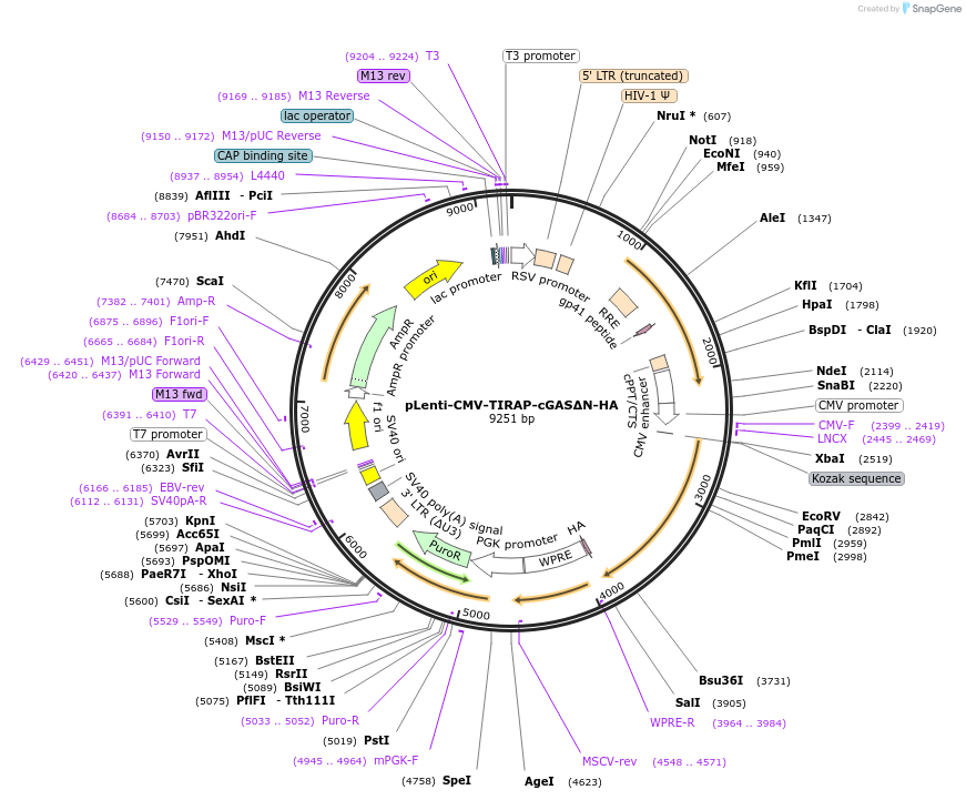 130921-plasmid-map-sequence-id-255048