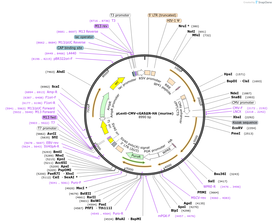 130915-plasmid-map-sequence-id-255055