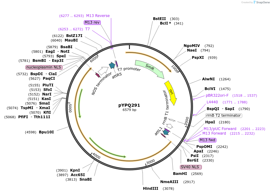 129671-plasmid-map-sequence-id-255057
