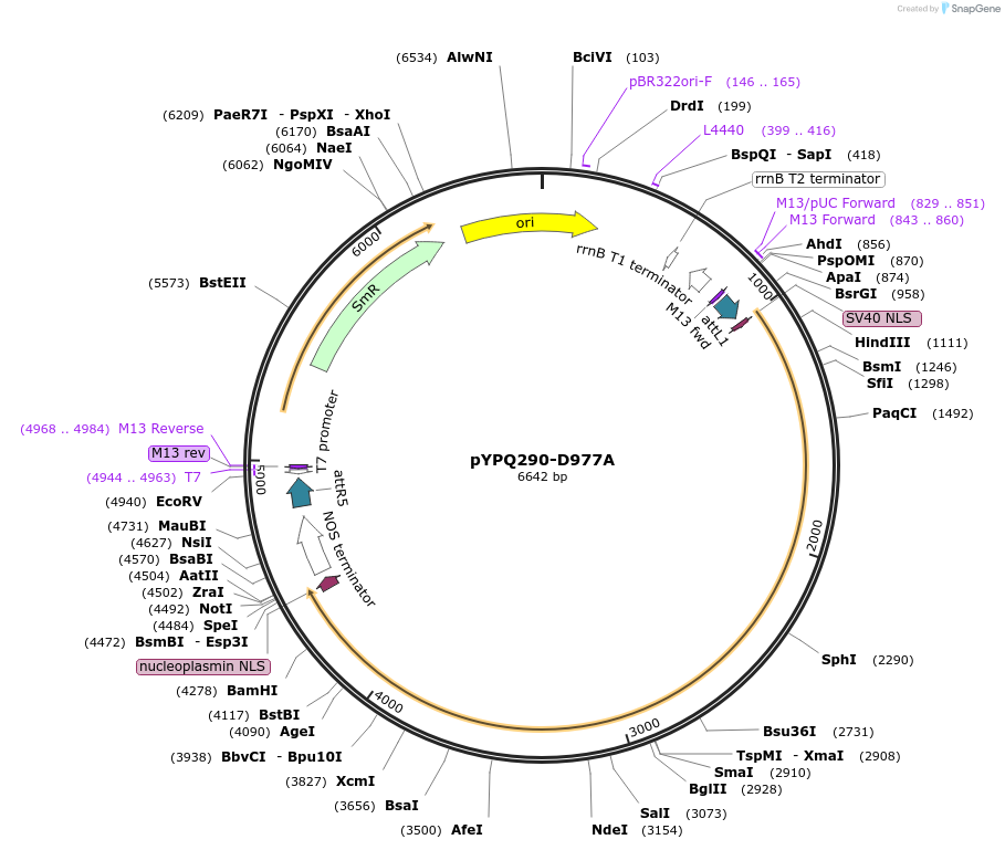 129674-plasmid-map-sequence-id-255061