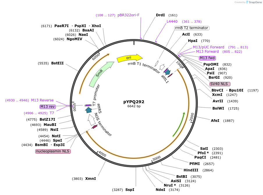 129672-plasmid-map-sequence-id-255064