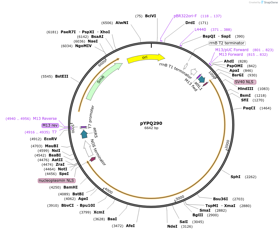 129670-plasmid-map-sequence-id-255066