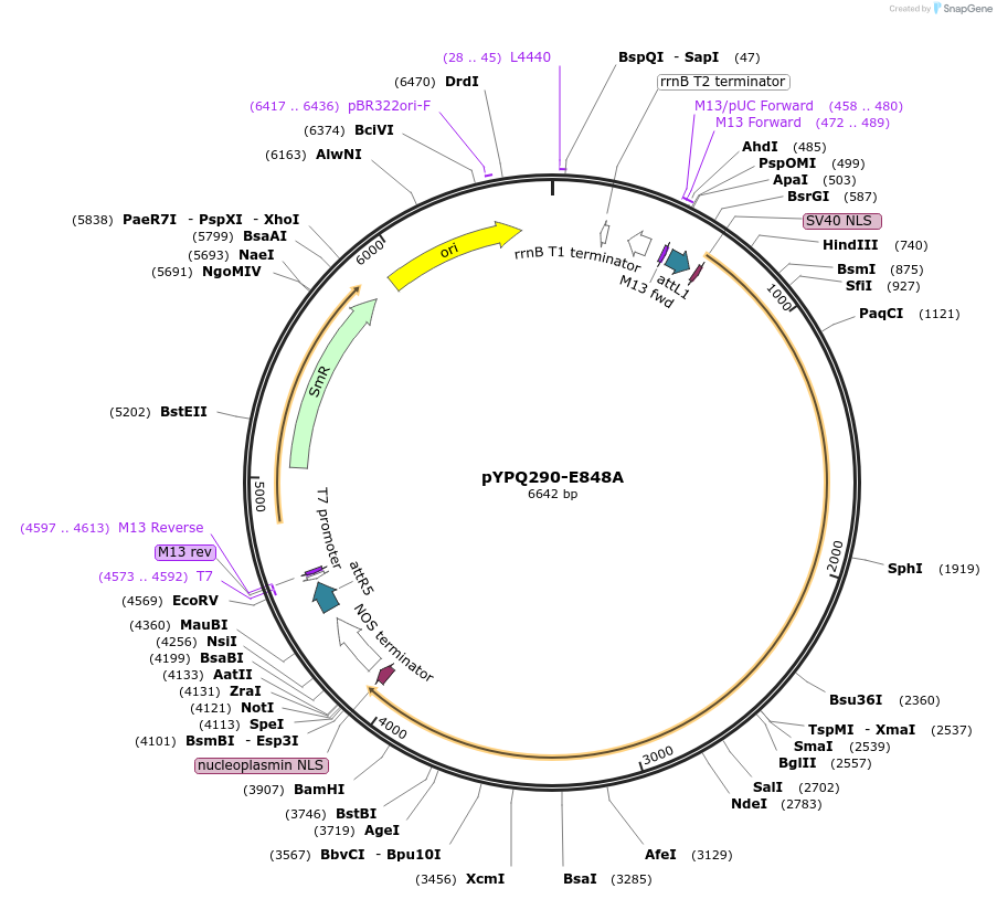 129675-plasmid-map-sequence-id-255080