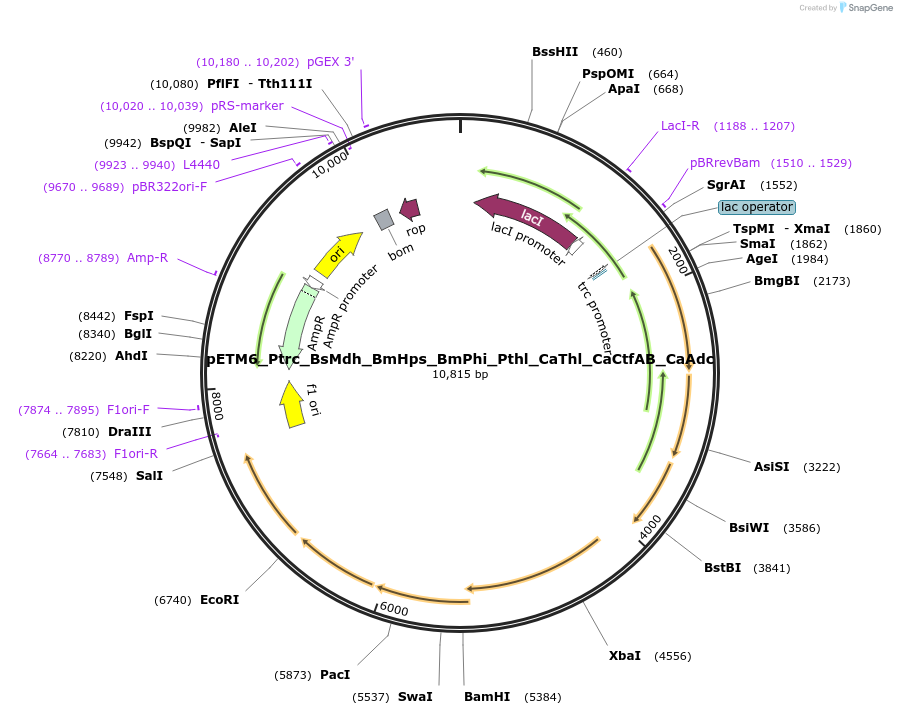 129105-plasmid-map-sequence-id-255085