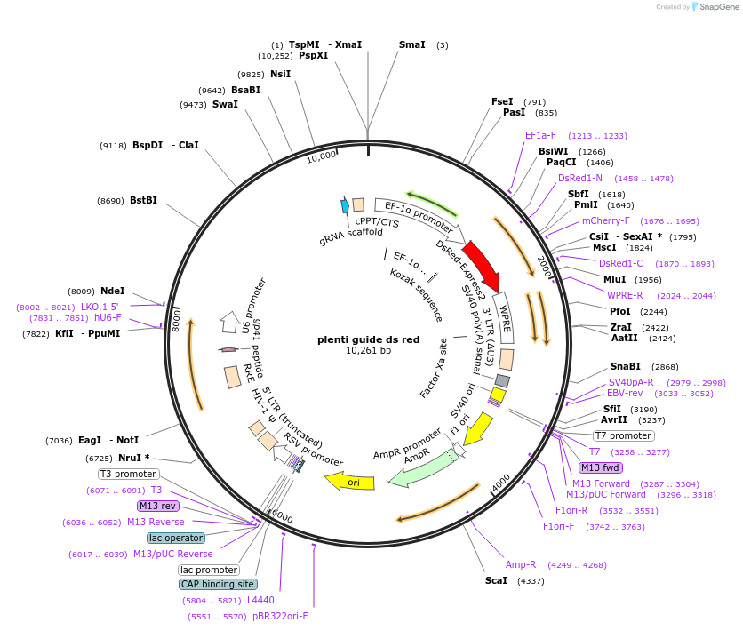 128055-plasmid-map-sequence-id-255092