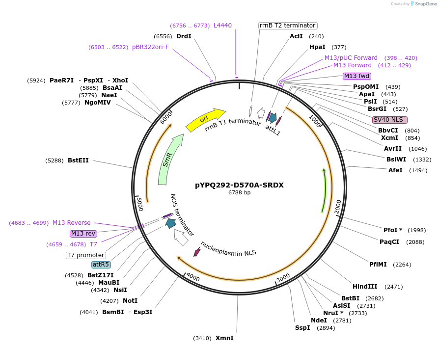 129684-plasmid-map-sequence-id-255106