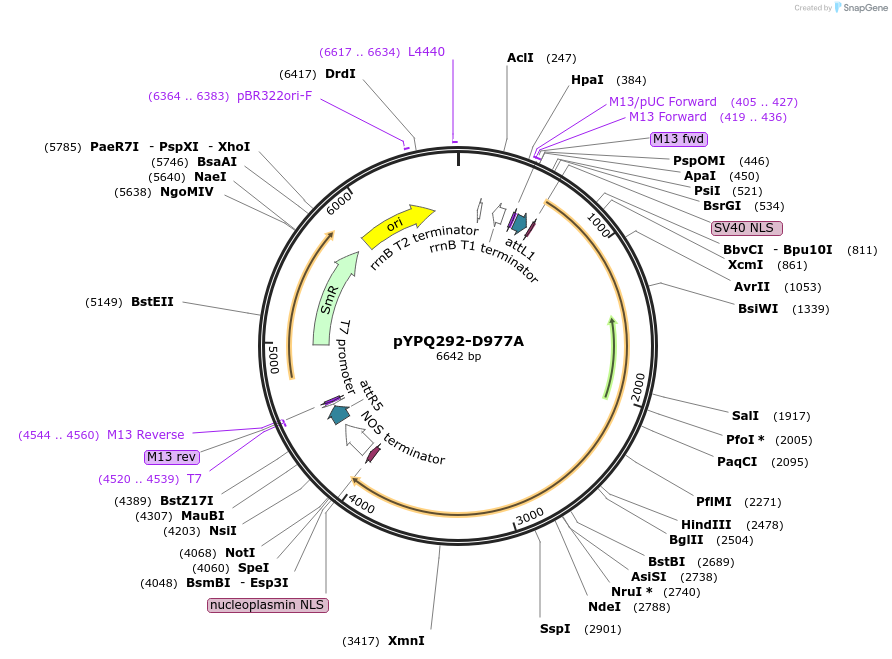 129680-plasmid-map-sequence-id-255107