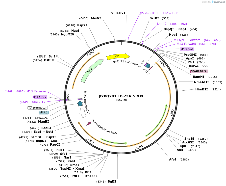 129683-plasmid-map-sequence-id-255109