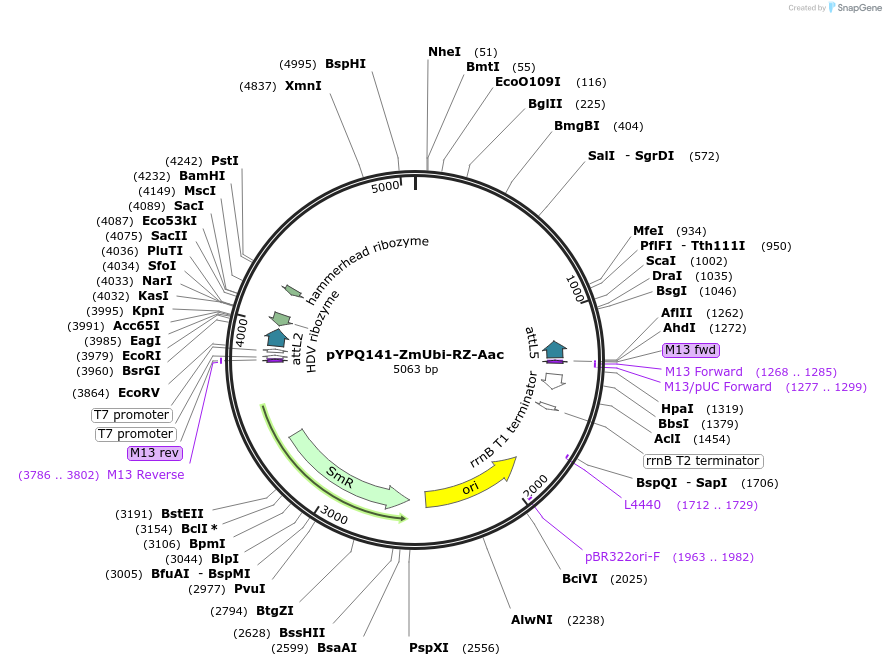 129685-plasmid-map-sequence-id-255111