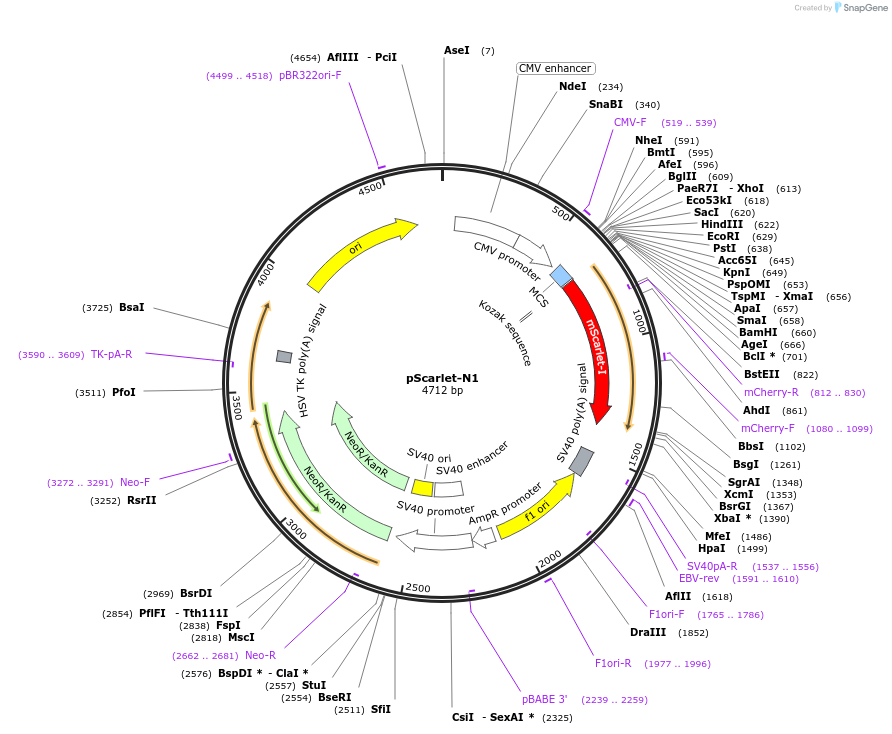 128060-plasmid-map-sequence-id-255112