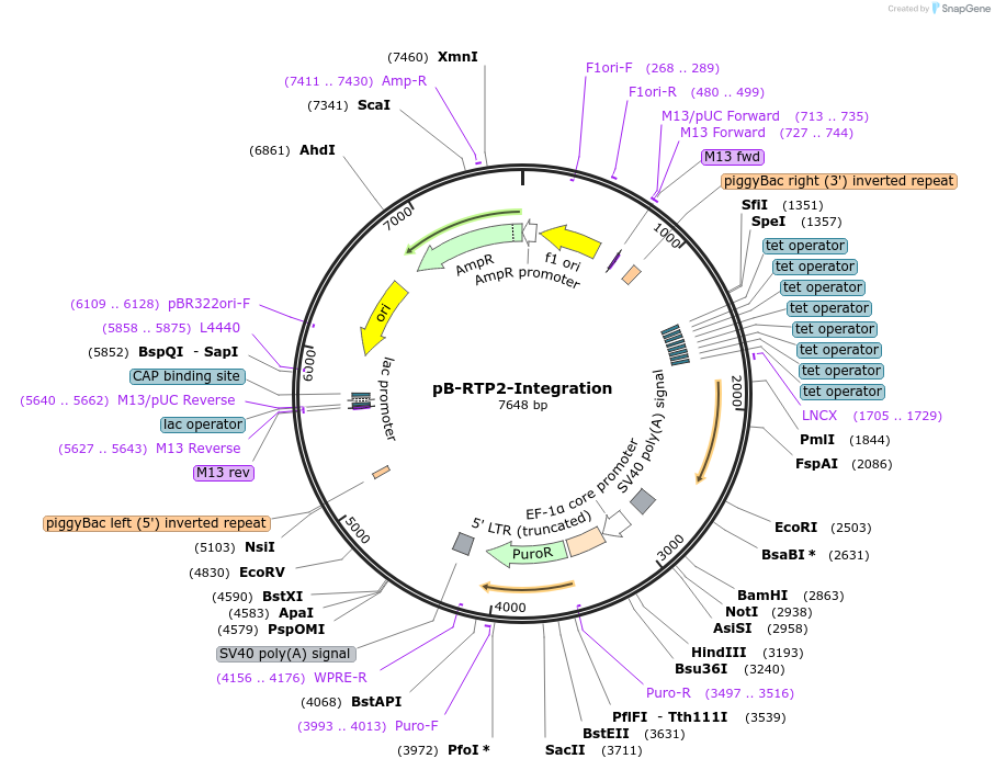 129459-plasmid-map-sequence-id-255132
