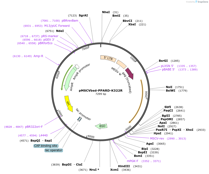 130752-plasmid-map-sequence-id-255140