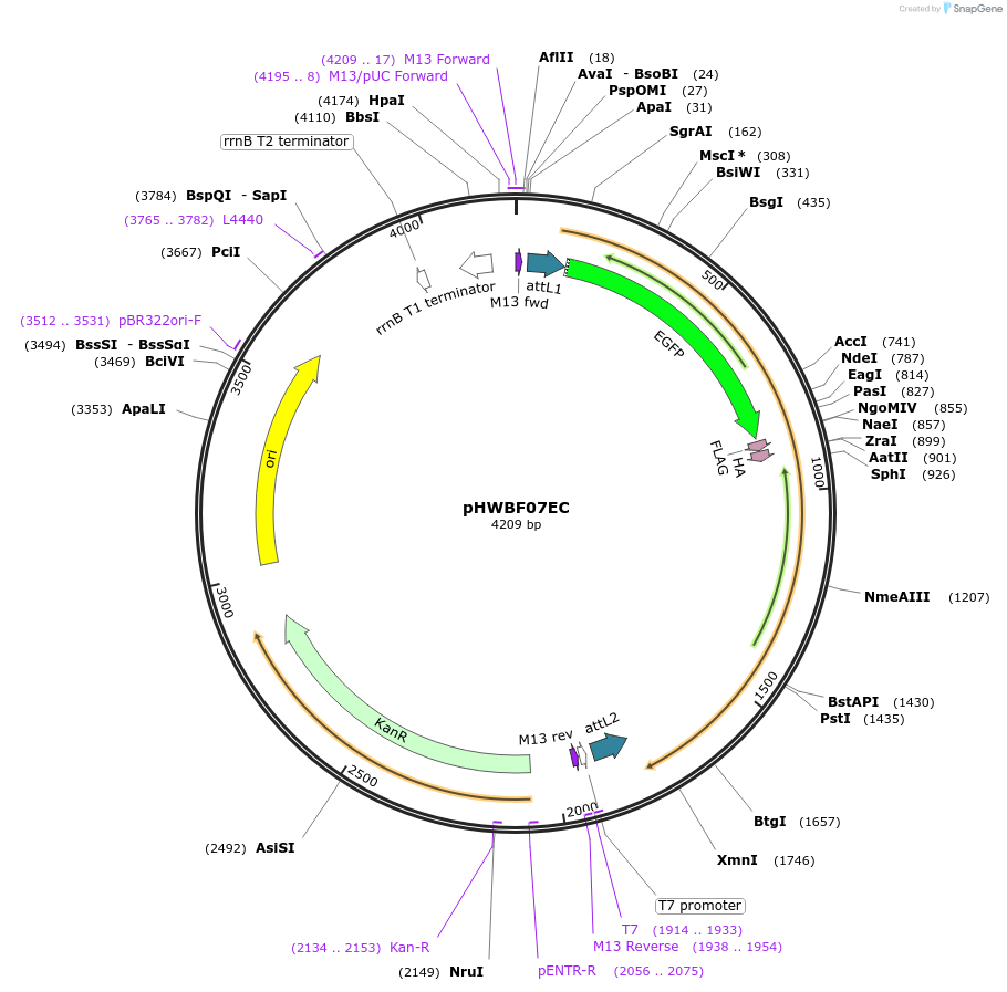 130828-plasmid-map-sequence-id-255143