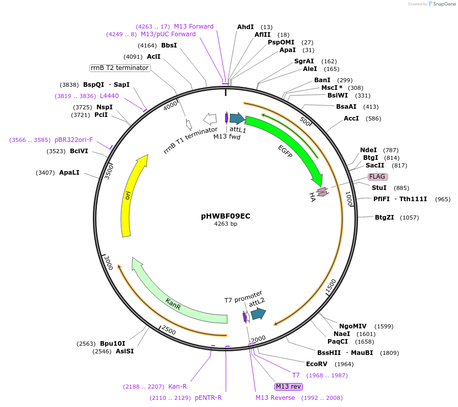 130829-plasmid-map-sequence-id-255145