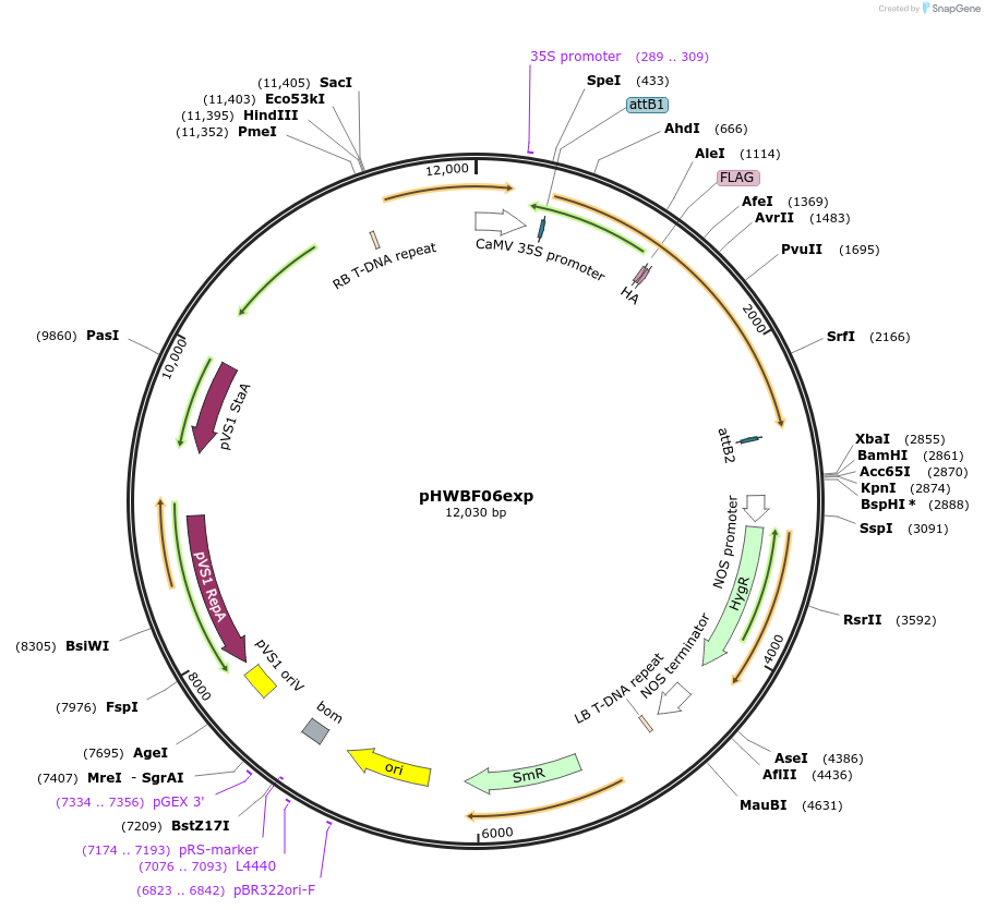 130831-plasmid-map-sequence-id-255150