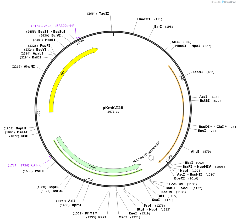 125064-plasmid-map-sequence-id-255177