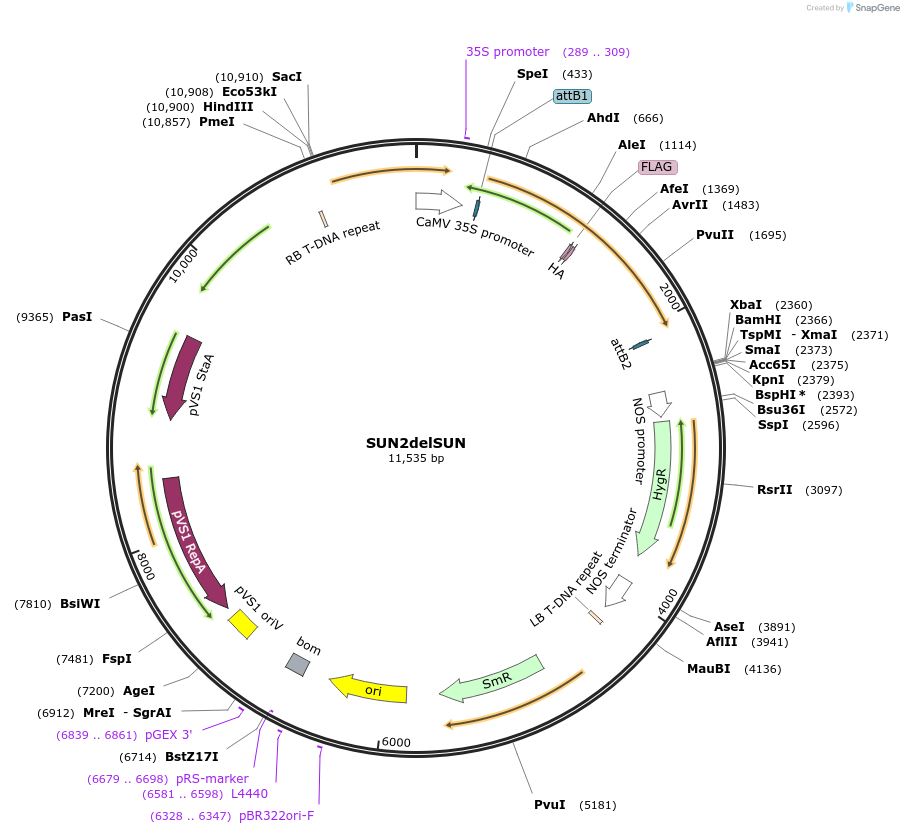 130835-plasmid-map-sequence-id-255195