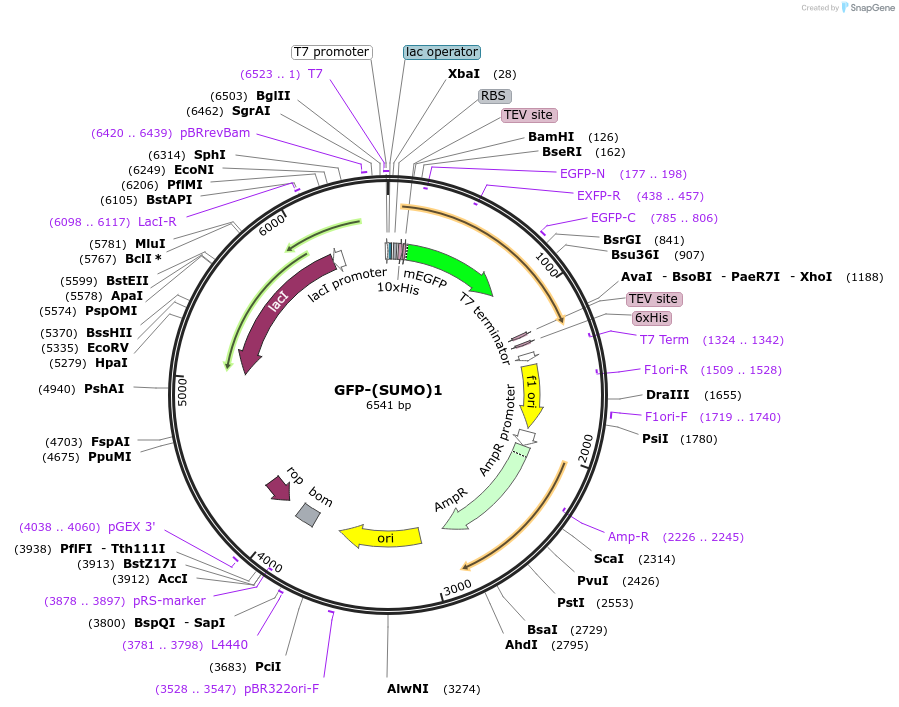 127089-plasmid-map-sequence-id-255197