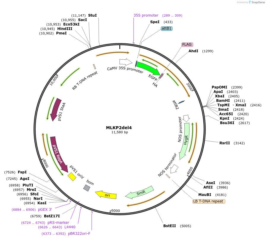 130837-plasmid-map-sequence-id-255271