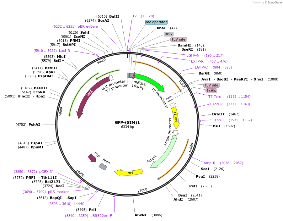 126954-plasmid-map-sequence-id-255272