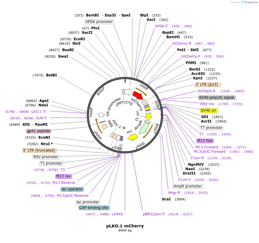 128073-plasmid-map-sequence-id-255273