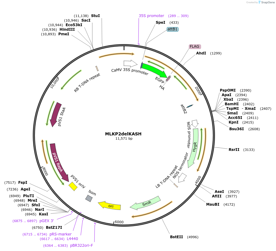 130838-plasmid-map-sequence-id-255274