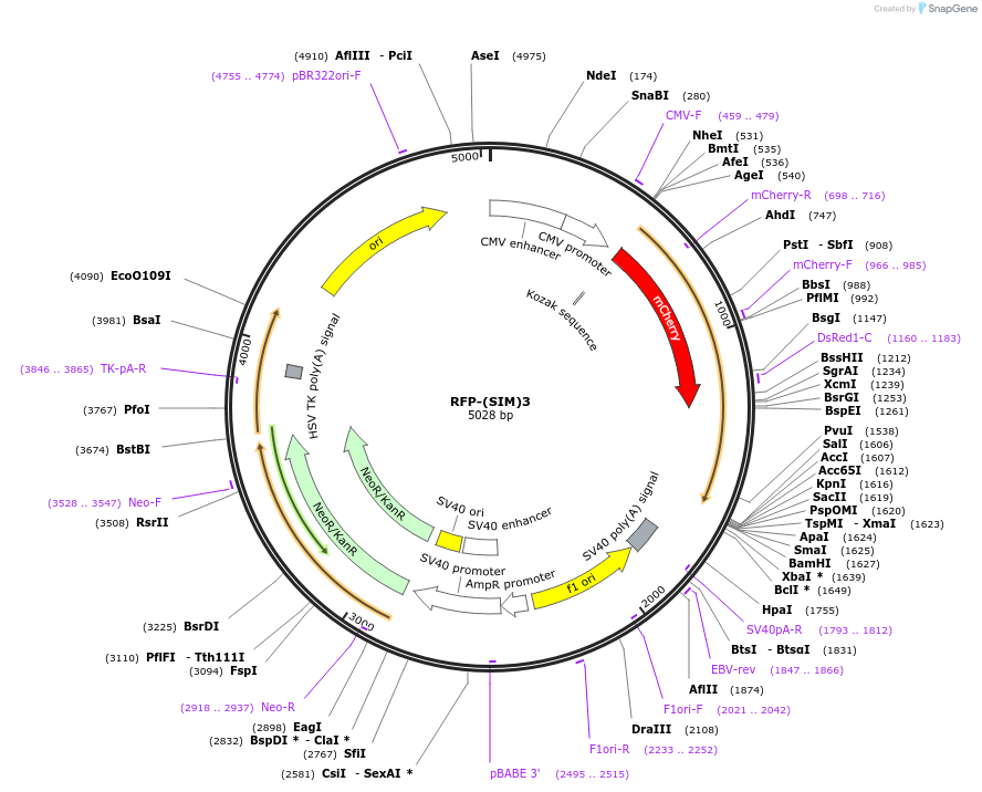 127148-plasmid-map-sequence-id-255288