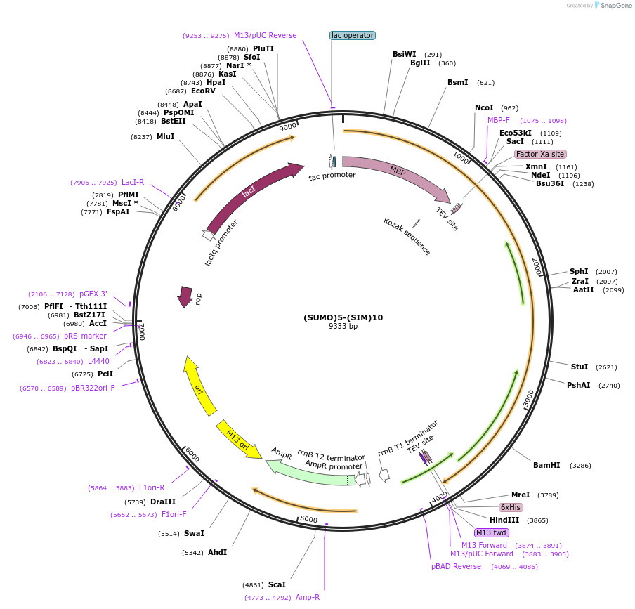 126923-plasmid-map-sequence-id-255302
