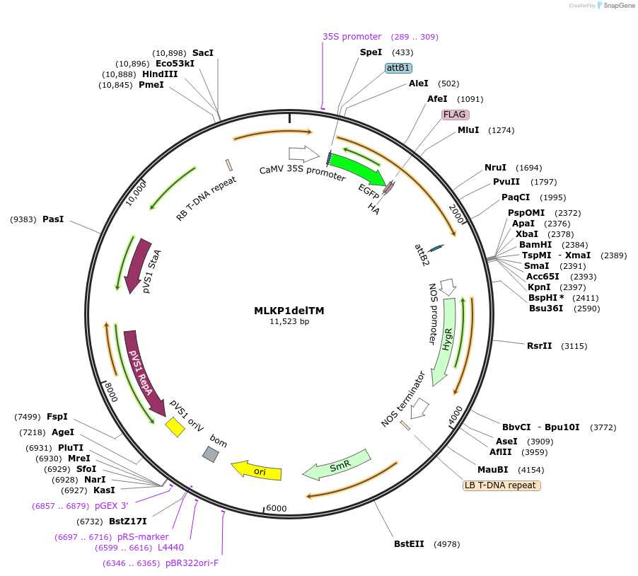 130841-plasmid-map-sequence-id-255489