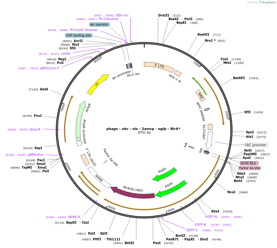 131132-plasmid-map-sequence-id-255500